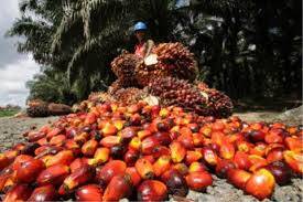 Harga CPO Jambi Turun Rp 169 Per Kilogram
