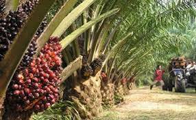 Harga CPO Jambi Turun Rp22 Per Kilogram