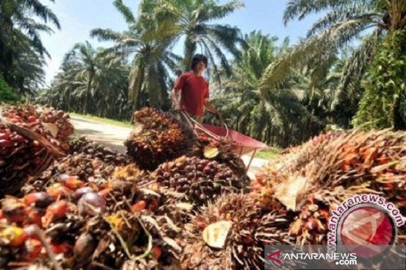 Harga CPO Jambi Turun Tajam, Cek Harganya