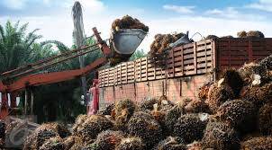 Harga CPO Jambi Turun