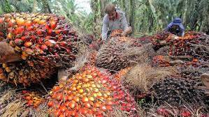 Harga CPO Naik, Ada Harapan Petani untuk Makan