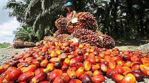 Harga Cpo Naik Rp 262/Kg