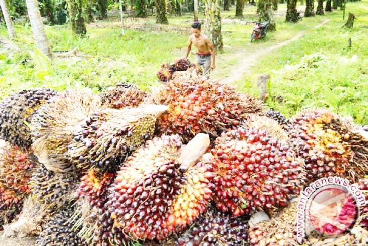 Harga CPO Naik Rp 56/Kilogram