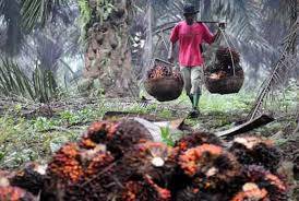 Harga CPO Naik Rp20 Perkilo