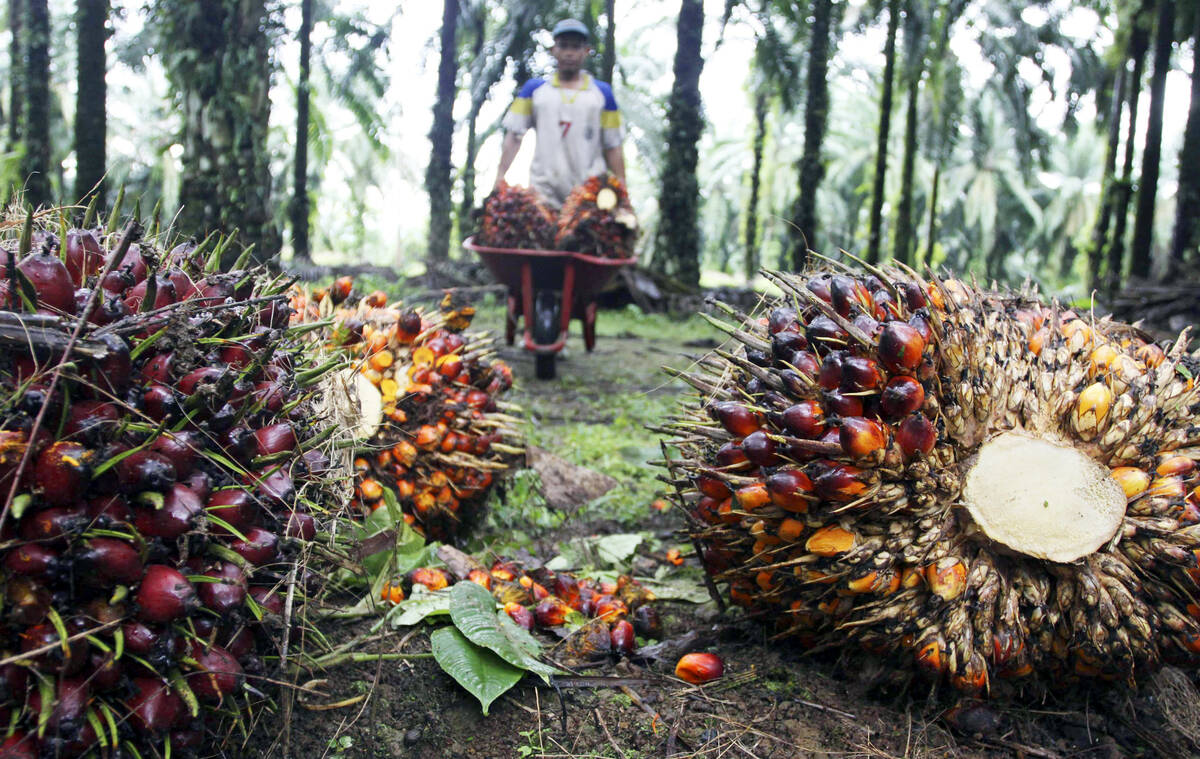 Harga CPO Rp 6.380/Kg