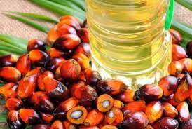 Harga CPO Terbang Melambung Tinggi
