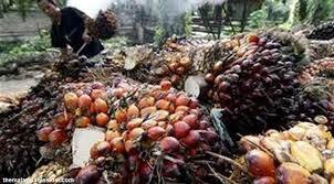 Harga CPO Terus Turun