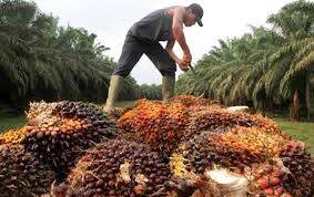 Harga CPO Turun Rp88/Kilogram