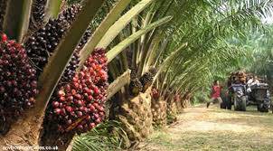 Harga CPO Turun