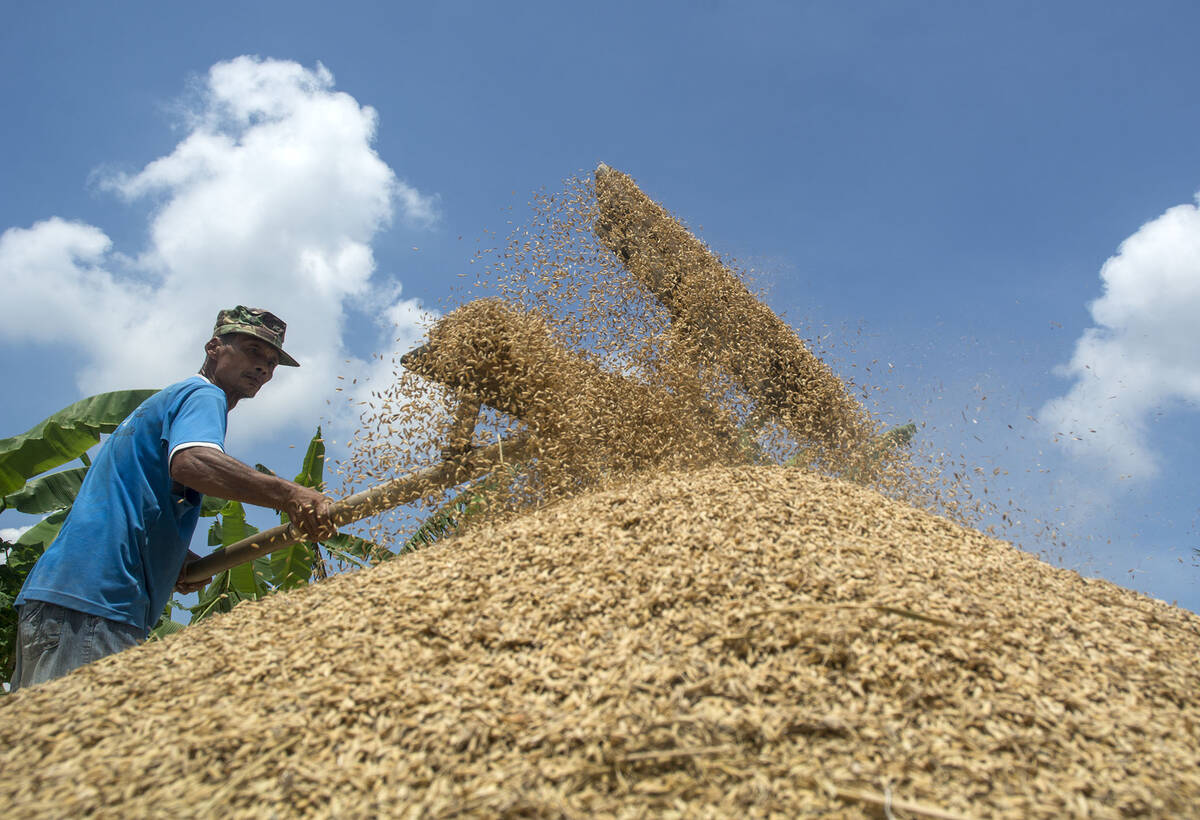 Harga Gabah Anjlok Petani Resah