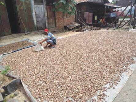 Harga Jual Pinang Terjun Bebas