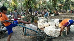 Harga karet di Jambi naik Rp1.000 per kilogram