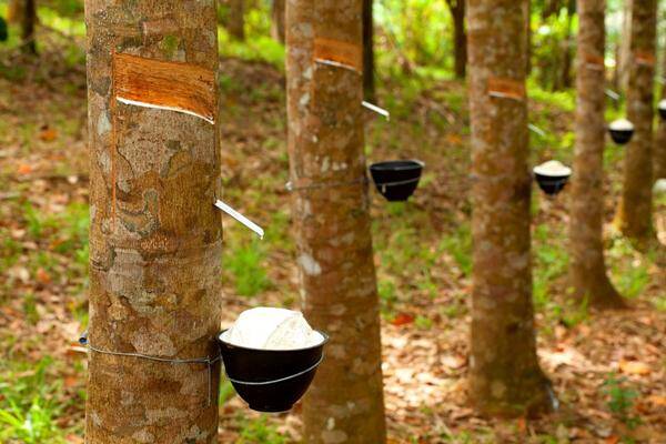 Harga Karet Terus Anjlok