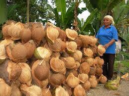 Harga Kelapa di Tanjabbar Tertekan