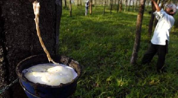 Harga Komoditi Karet di Batanghari Rendah