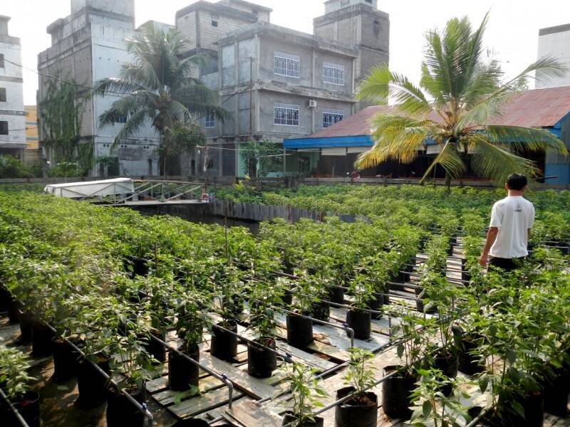 Harga Mahal, Masyarakat Diajak Tanam Cabe