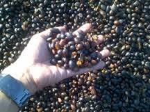 Harga Naik Drastis, Kernel Sawit Tinggi Peminat