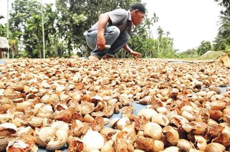 Harga Pinang di Tanjabtim Anjlok