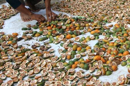 Harga Pinang Ditingkat Petani Mulai Turun