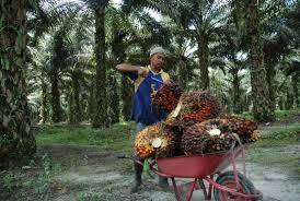 Harga Sawit Jadi Rp9.306 Kilogram