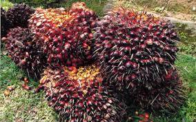 Harga Tandan Buah Sawit