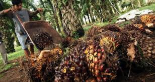 Harga Tandan Buah Sawit Berdasarkan Usia