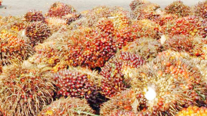 Harga TBS Jambi Turun Rp21 Per Kilogram