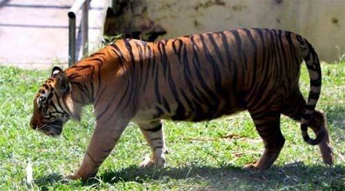 Harimau di Taman Rimba Jambi Cidera Kaki