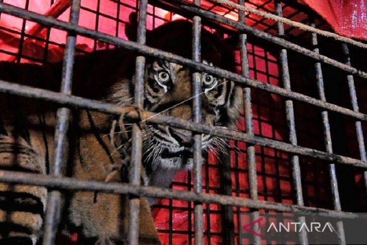 Harimau Sumatera Jantan Jambi Dilepasliarkan ke TNKS