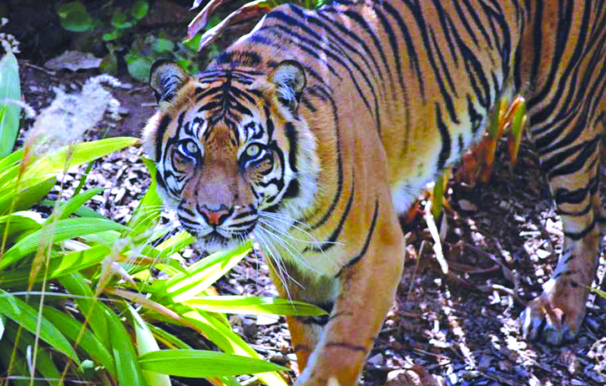 Harimau yang Teror Warga Terus Diburu