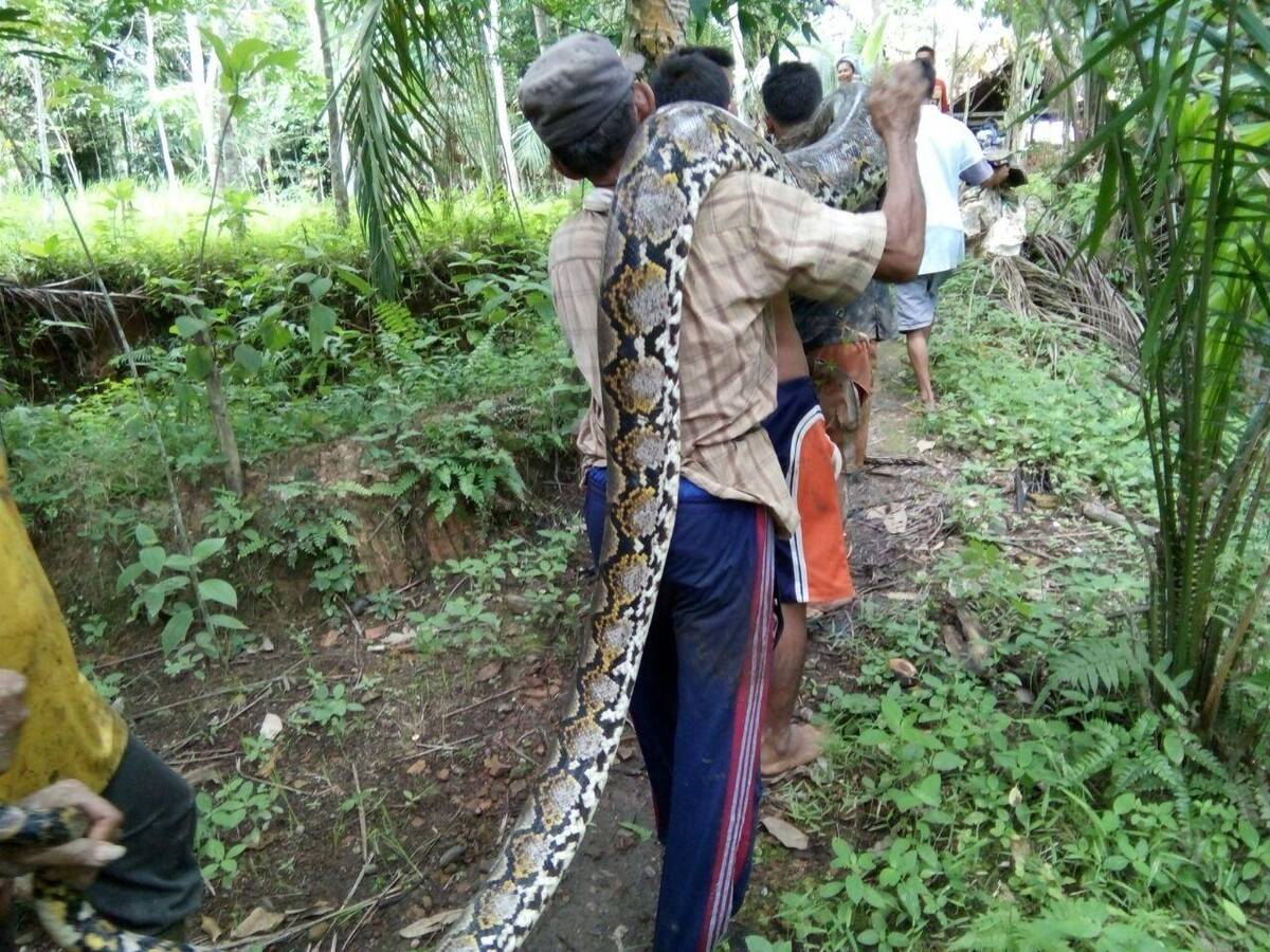 Heboh, Warga Temukan Ular Phiton Sepanjang 10 Meter