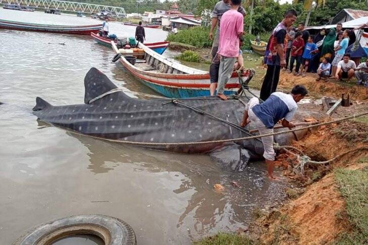 Hiu Tutul Terdampar di Wilayah Pesisir