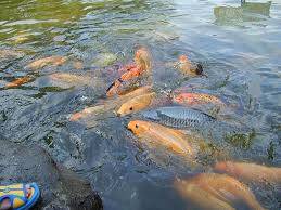 Ikan dan Ternak Masih Dipasok Dari Luar Daerah