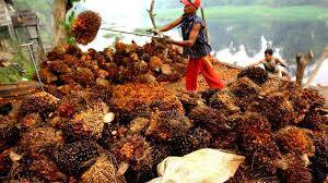 Indonesia Kipas-kipas Duit