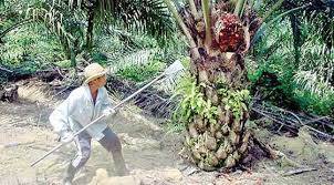 Industri Siap Beli Sawit Petani PSR