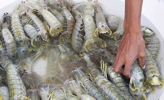Jambi Kirim 335.534 Udang Belalang