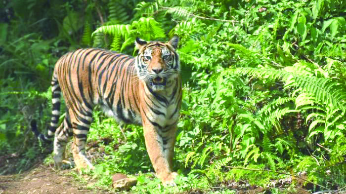 Jejak Harimau Sumatera Ditemukan di Kebun Sawit