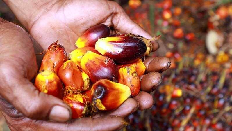 Jelang Bulan Ramadhan, Petani Sawit Jambi Sumringah