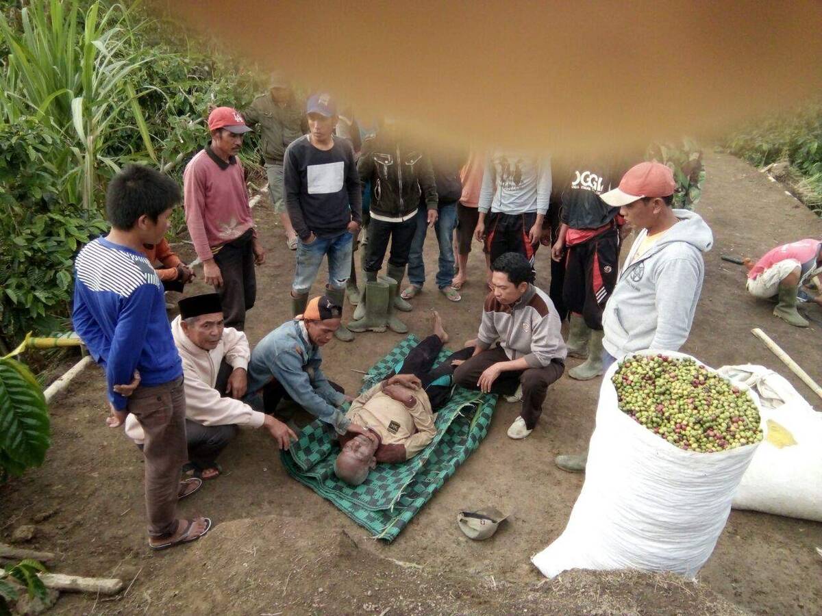 Jemur Kopi, Warga Padang Tewas