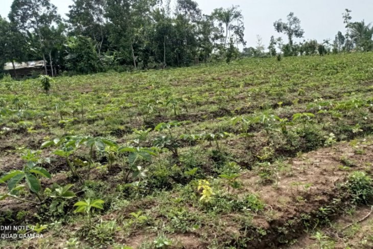 Jokowi Ramal Masa Depan Cerah Bagi Tanaman Porang