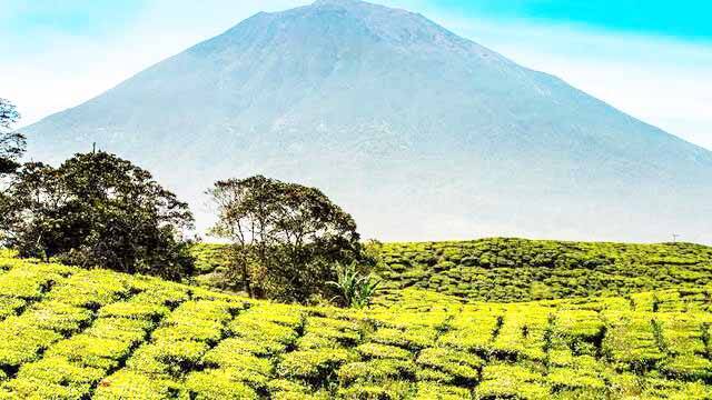 Kebun Kayu Aro Menjadi Objek Kunjungan SMN-2018