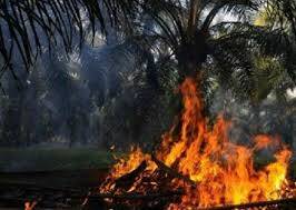 Kebun Sawit Terbakar, Helicopter WKS Dikerahkan