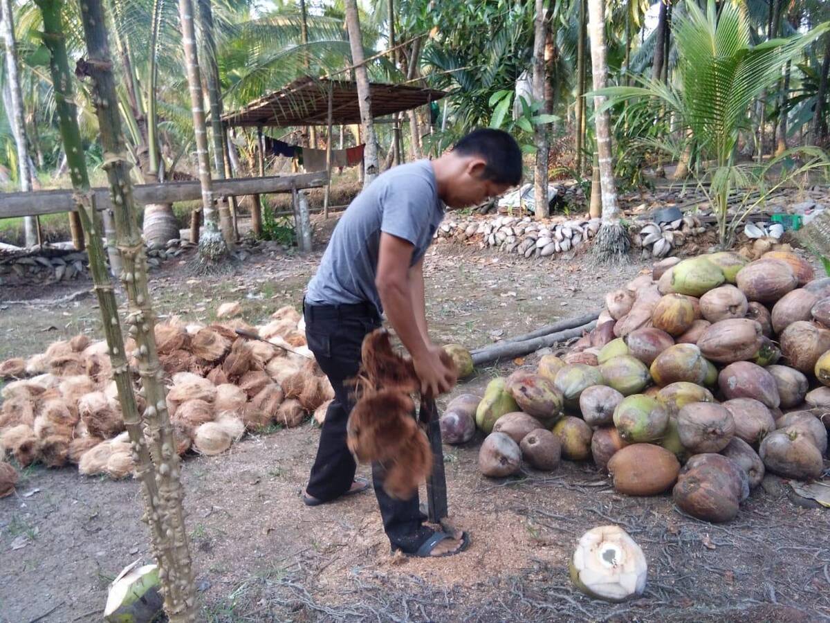 Kelapa Dalam Anjlok Petani Menjerit