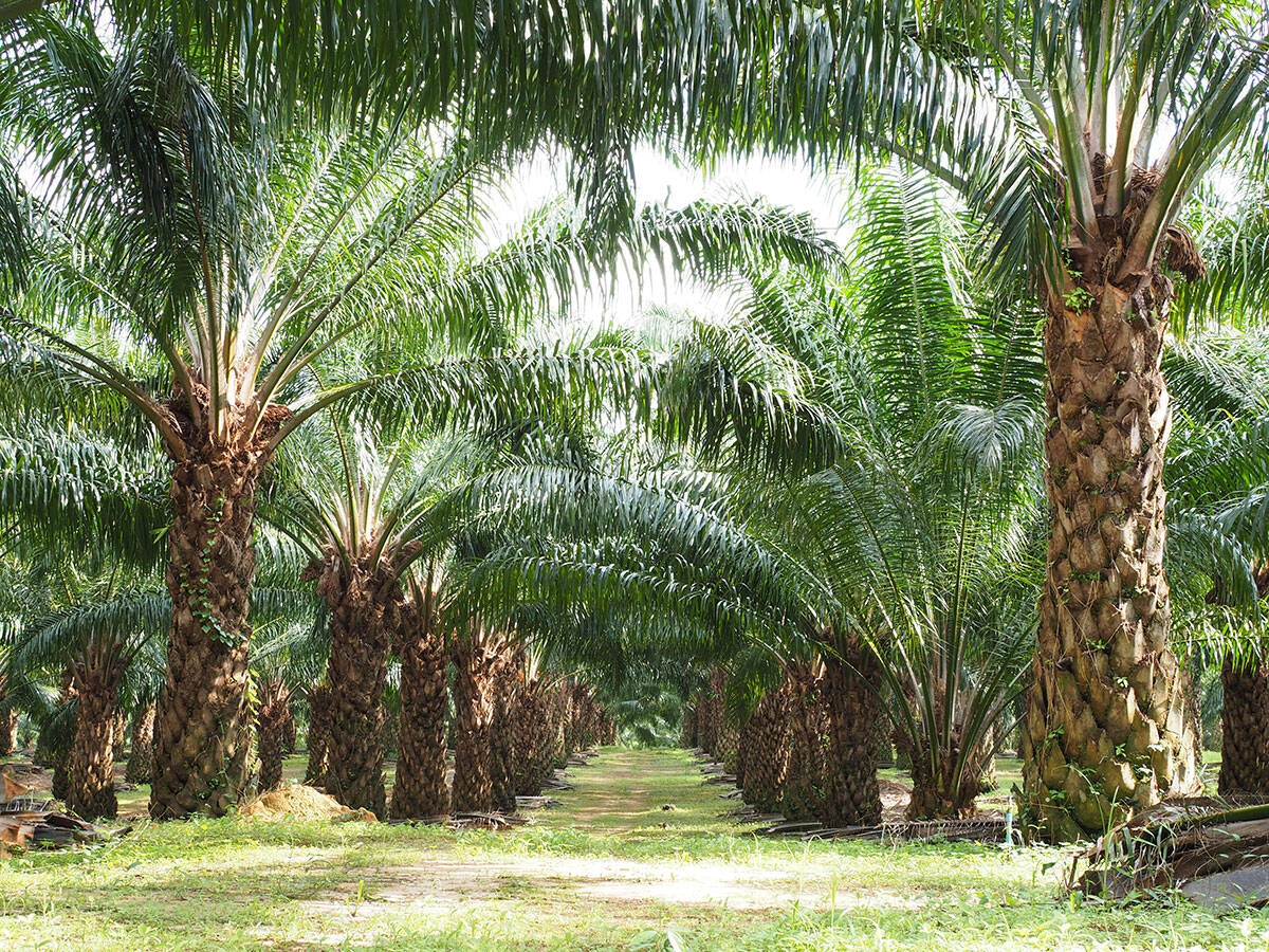 Kelapa Sawit Tak Layak untuk Biodiesel
