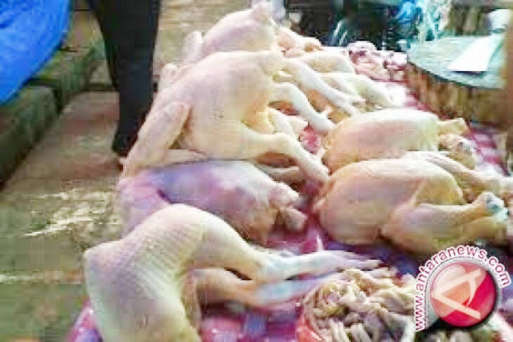 Kelebihan Biaya Sebabkan Harga Ayam Jambi Tinggi