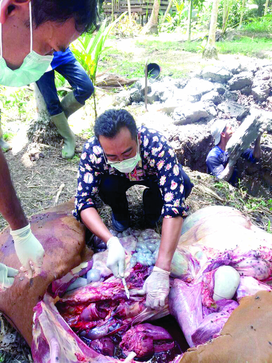 Kematian Ternak Sapi Positif Terserang Virus Jembrana
