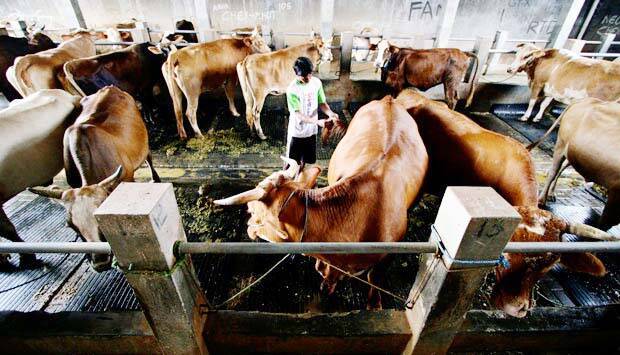 Kementan: Upsus Siwab Targetkan Kelahiran Sapi 3,5 Juta Ekor