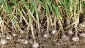 Kerinci Miliki Varietas Bawang Putih Lokal Potensial