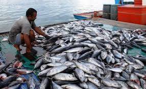 KKP: Pakan Ikan Mandiri Tekan Biaya Produks