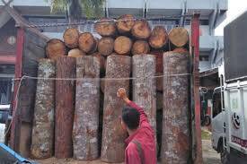 KLHK Tahan Enam Sopir Kayu Ilegal